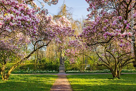 Rosa blühende Bäume auf einer grünen Wiese, dazwischen ist ein kleiner Weg